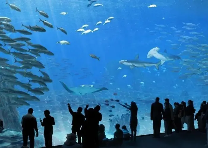 La Tanatte De Sur La Cote D Opale Wimereux